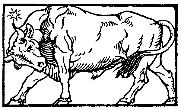 Bonny bull