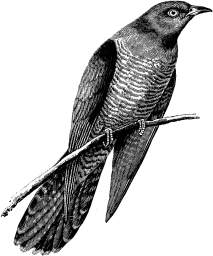 Cuckoo