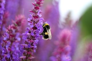 We've certainly felt like busy bees over the past two weeks but sadly the Aldeburgh Festival is now over which means our normal opening hours are resumed - Tuesday to Sunday 1pm-5pm. We hope you enjoyed visiting us, and if you haven't made it to us yet this year - we hope to see you soon!﻿ ﻿ ﻿ ﻿ .﻿ .﻿ .﻿ #TheRedHouse #BrittenPears #BrittenOfficial #bee #bumblebee #savethebees #gardens #loveyourgarden #flowers #plant #nature #wildlife #culture #history #localhistory #suffolk #suffolkcoast #instapic #instagood #instadaily #travelpic #travelgram #travelgood #picoftheday #photooftheday