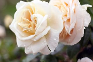 It's something of a drizzly day here at The Red House but the sight of the roses in Britten and Pears' Rose Terrace will certainly put a smile on your face! Take shelter from the rain by exploring our special #AldeFest archive exhibition, enjoy our Festival Talk, Song Moment and more! ﻿ ﻿ ﻿ ﻿ .﻿ .﻿ .﻿ #TheRedHouse #BrittenPears #BrittenOfficial #aldeburghfestival #roses #roseterrace #gardens #loveyourgarden #flowers #nature #culture #history #localhistory #aldeburgh #suffolk #suffolkcoast #instapic #instagood #instadaily #travelpic #travelgood #travelgram #picoftheday #photooftheday