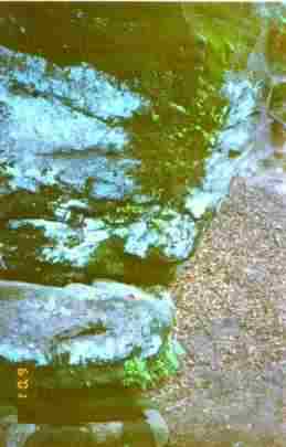 The Edge