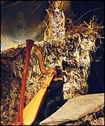 Ruby Aspinall on the harp