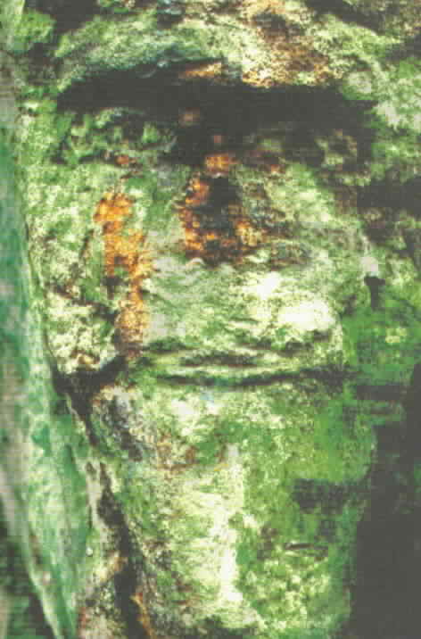 rock carving of the Wizard, Alderley Edge, carved by the author's great-great-grandfather, Robert Garner, c.1840. (detail from photo by Richard Houghton, on cover of 'The Voice that Thunders'