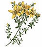 St. John's Wort